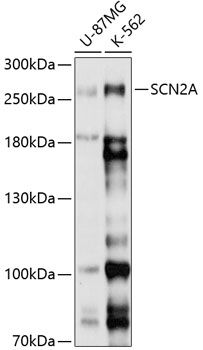 Western blot