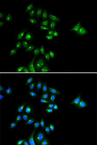 Immunofluorescence - PHC3 antibody (144-06479)