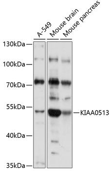 Western blot