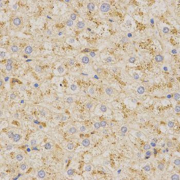 Immunohistochemistry - PSAP Antibody (144-01819)