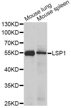 Western blot - LSP1 antibody (144-05617)