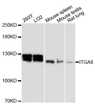 Western blot - ITGA8 antibody (144-60164)