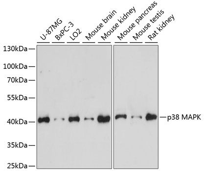 Western blot