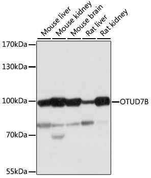 Western blot
