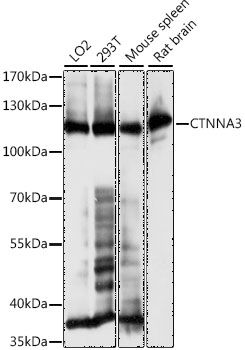 Western blot