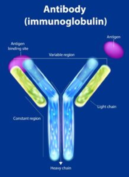Antibody structure