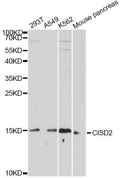 Western blot - CISD2 antibody (144-60593)