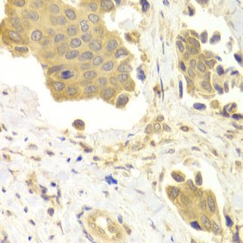 Immunohistochemistry - GABARAP antibody (144-12568)