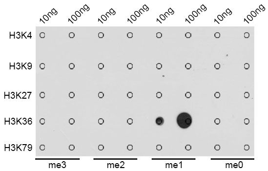 Dot Blot - MonoMethyl-Histone H3-K36 pAb (144-02364)