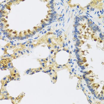 Immunohistochemistry - HRG antibody (144-08431)