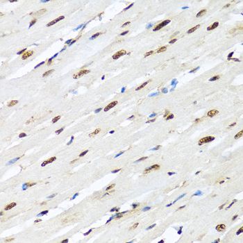 Immunohistochemistry - HNRNPR antibody (144-05883)