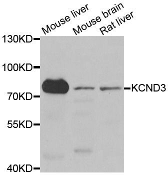 Western blot - KCND3 antibody (144-06927)