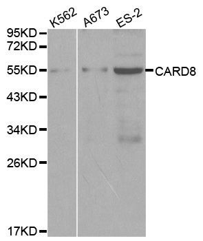Western blot - CARD8 Polyclonal Antibody (144-00293)