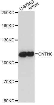 Western blot - CNTN6 antibody (144-014275)
