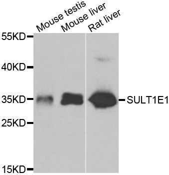 Western blot - SULT1E1 Polyclonal Antibody (144-07452)