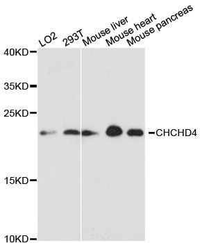Western blot - CHCHD4 antibody (144-013139)