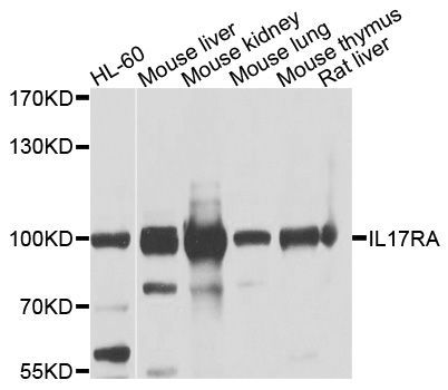 Western blot - IL17RA Polyclonal Antibody (144-10052)