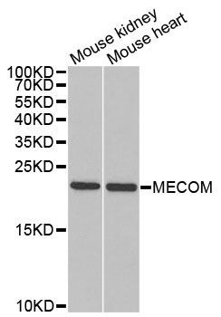 Western blot - MECOM antibody (144-05674)
