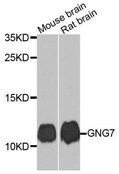 Western blot - GNG7 Polyclonal Antibody (144-10009)