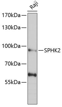Western blot