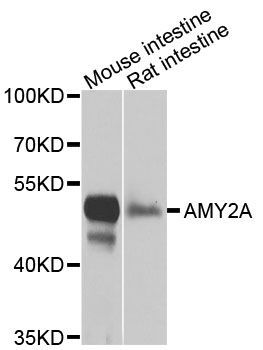 Western blot - AMY2A antibody (144-08045)