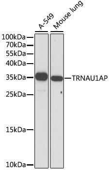 Western blot
