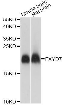 Western blot - FXYD7 antibody (144-014895)