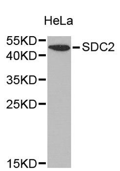 Western blot - SDC2 antibody (144-01810)