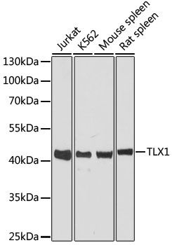 Western blot - TLX1 antibody (144-60108)