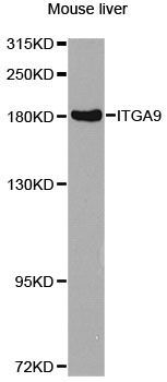 Western blot - ITGA9 Polyclonal Antibody (144-07693)