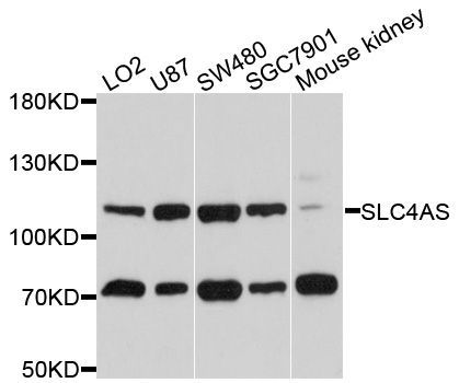 Western blot - SLC4A5 Polyclonal Antibody (144-010436)
