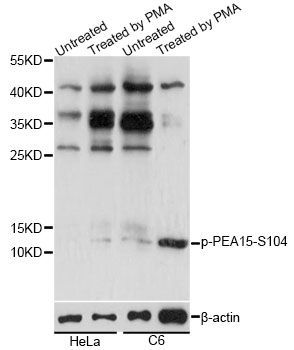 Western blot - Phospho-PEA15-S104 antibody (144-61521)