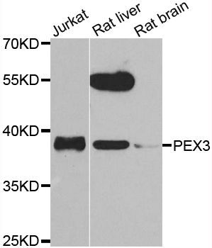 Western blot - PEX3 antibody (144-07352)