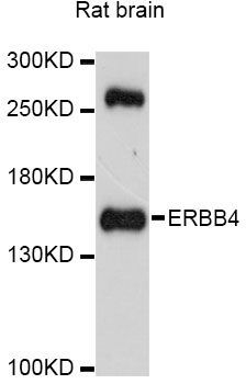Western blot - ERBB4 Polyclonal Antibody (144-00749)