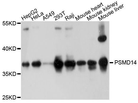 Western blot - PSMD14 Polyclonal Antibody (144-10782)