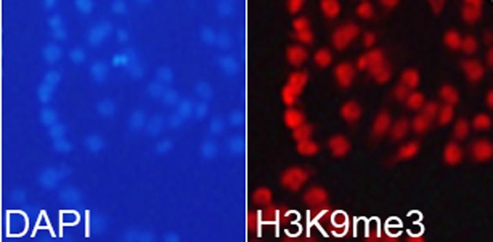 Immunofluorescence - TriMethyl-Histone H3-K9 antibody (144-02360)