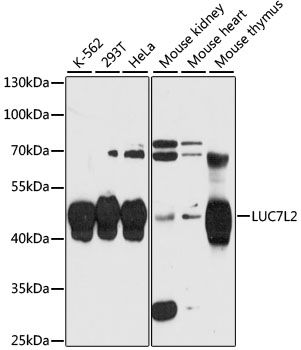 Western blot - LUC7L2 antibody (144-013096)