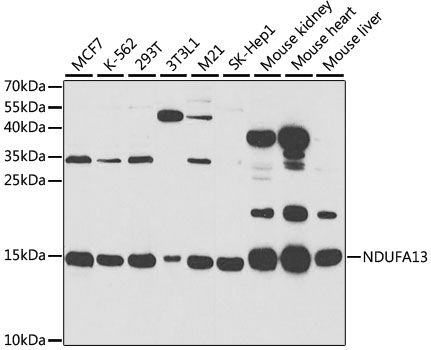 Western blot - NDUFA13 antibody (144-05412)