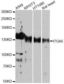 Western blot - ITGA5 antibody (144-06209)