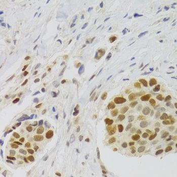 Immunohistochemistry - NASP Antibody (144-06938)