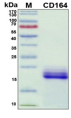 SDS-PAGE