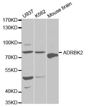 Western blot - ADRBK2 antibody (144-02049)