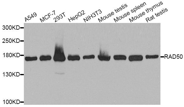 Western blot - RAD50 Polyclonal Antibody (144-03078)