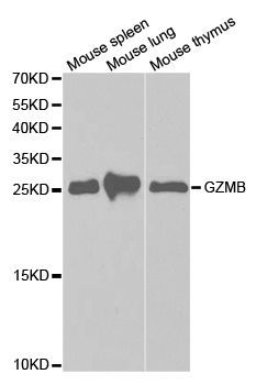 Western blot - GZMB antibody (144-02557)