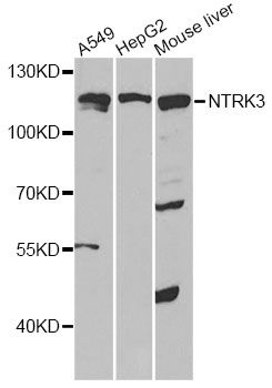 Western blot - NTRK3 antibody (144-60556)