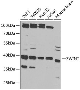 Western blot