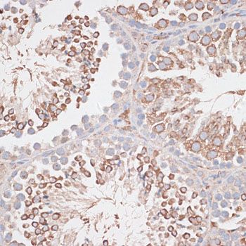 Immunohistochemistry - KDM8 antibody (144-011606)