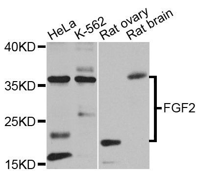 Western blot - FGF2 Polyclonal Antibody (144-00235)