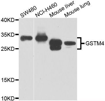 Western blot - GSTM4 antibody (144-07434)