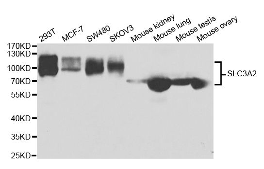 Western blot - SLC3A2 antibody (144-05702)